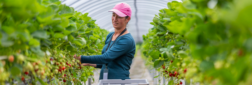 Why Highlighting Scottish Provenance Matters? New 2025 UK-Wide Research Highlights
