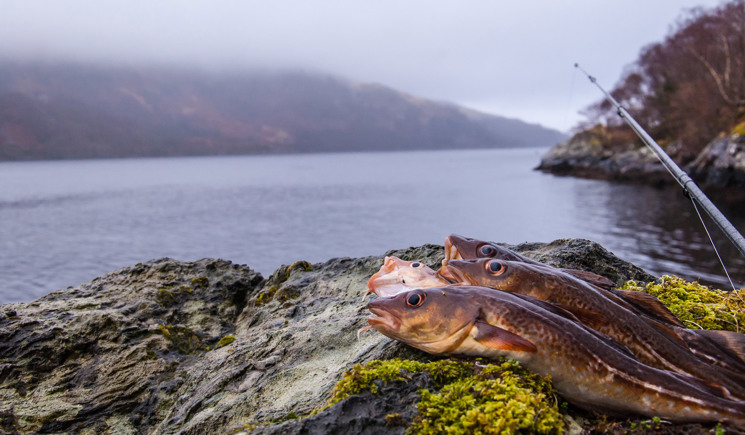 Fish on rocks