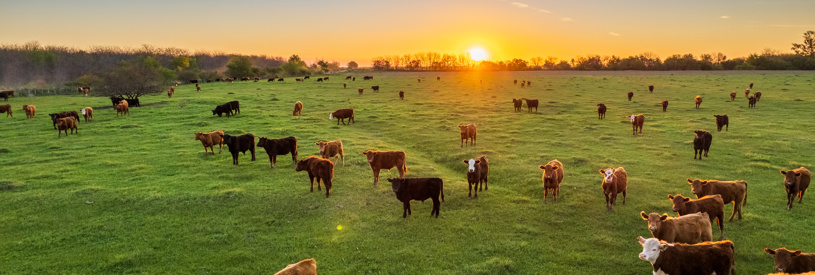 Quality Meat Scotland: Future Thinking on Red Meat Conference