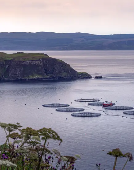 Fish Farm Landscape